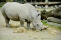 White rhinocerosÃÂ orÃÂ square-lipped rhinocerosÃÂ Ceratotherium simum is the largest extant species ofÃÂ rhinoceros.